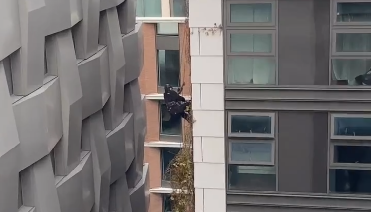 Hi level living wall maintenance using abseilers